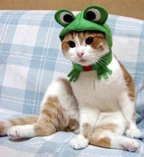 frog cat hat